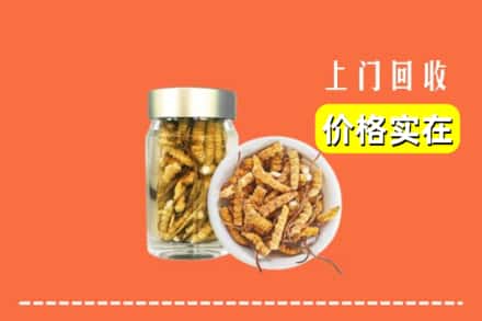 绥化市兰西回收散虫草