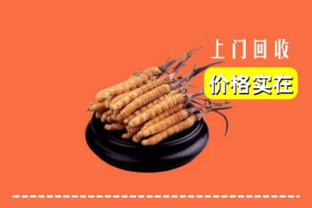 诚信求购:绥化市兰西高价回收冬虫夏草